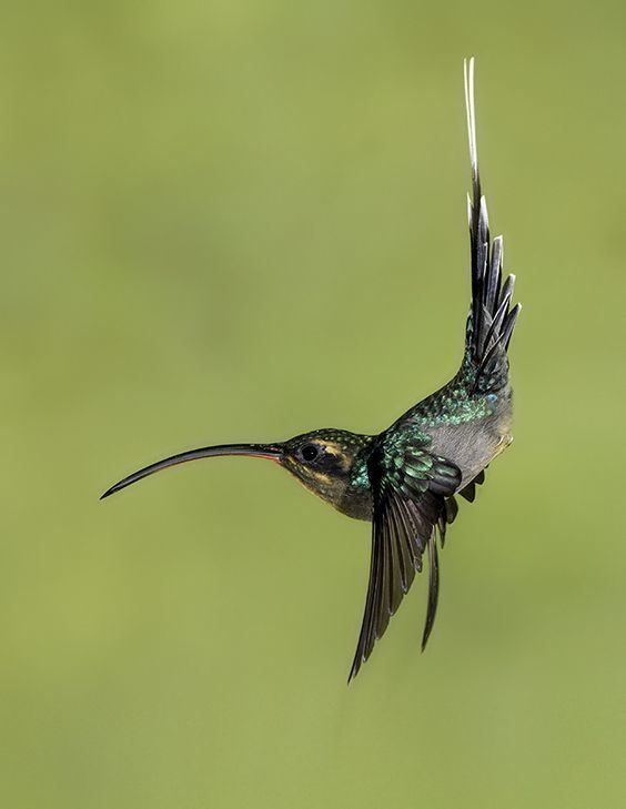 Hermit (hummingbird) httpssmediacacheak0pinimgcom564x7f976b