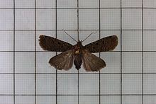 Hermonassa (moth) httpsuploadwikimediaorgwikipediacommonsthu