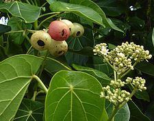 Hernandiaceae httpsuploadwikimediaorgwikipediacommonsthu
