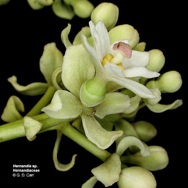 Hernandiaceae Flowering Plant Families UH Botany