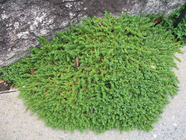 Herniaria glabra Online Plant Guide Herniaria glabra Rupturewort