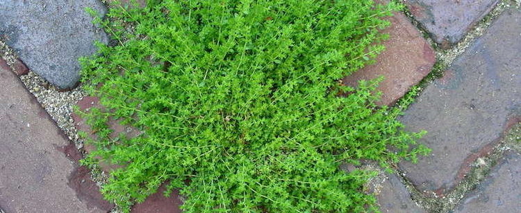 Herniaria glabra Rupturewort Herniaria glabra