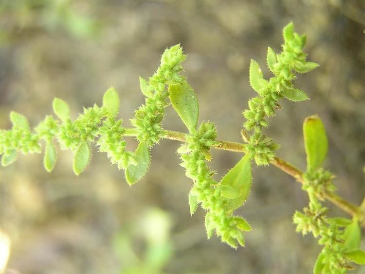 Herniaria hirsuta Image Herniaria hirsuta Hairy Rupturewort BioLibcz