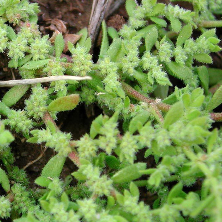 Herniaria hirsuta SEINet Arizona Chapter Herniaria hirsuta