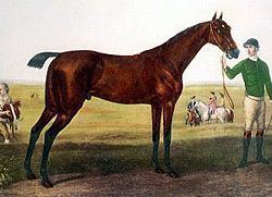 Herod (horse) httpsuploadwikimediaorgwikipediacommonsthu