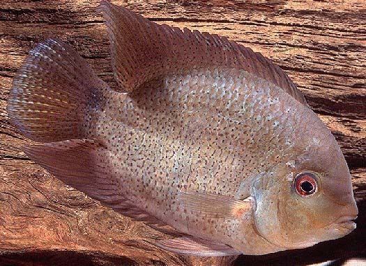 Heroina isonycterina Mostly Cichlids Neotropical cichlids