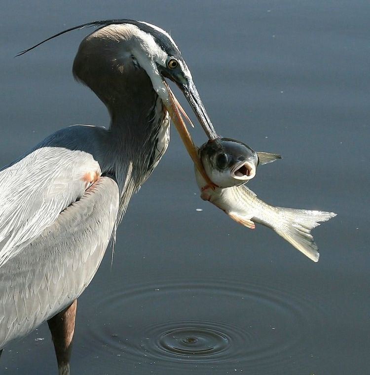 Heron Great Blue Herons Great Blue Heron Pictures Great Blue Heron Facts