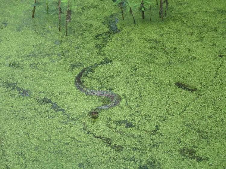 Heron Pond – Little Black Slough Nature Preserve southernilcomwpcontentuploads201602HeronPon