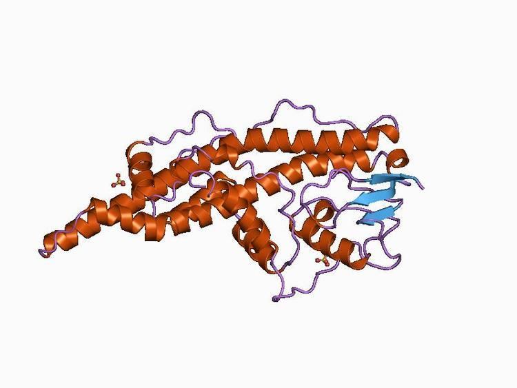Herpes simplex virus protein vmw65