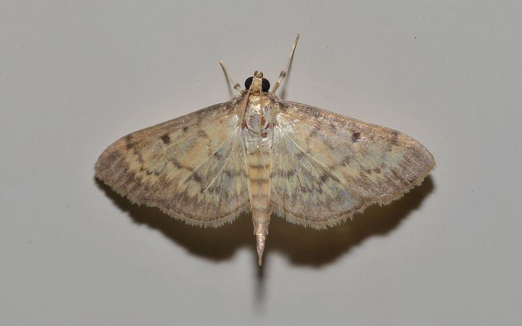 Herpetogramma fluctuosalis