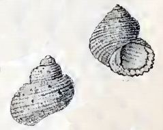 Herpetopoma aspersum