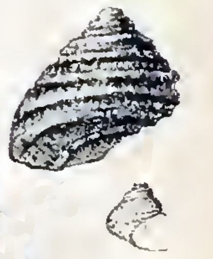 Herpetopoma pauperculum