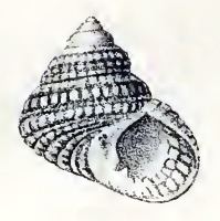 Herpetopoma scabriusculum