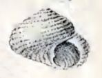 Herpetopoma seychellarum