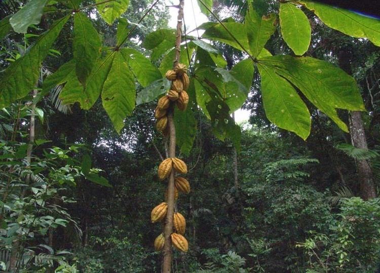 Herrania Smithsonian Tropical Research InstituteHerrania purpurea