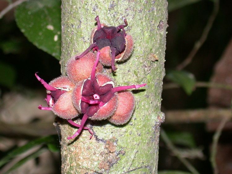 Herrania Smithsonian Tropical Research InstituteHerrania purpurea