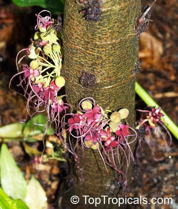 Herrania Herrania purpurea Herrania imbricata Monkey Cocoa TopTropicalscom