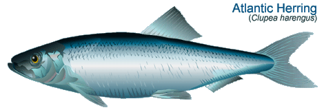 Herring Herring Biology What is a herring