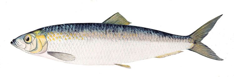 Herring FileClupea harengus Gervaisflippedjpg Wikimedia Commons