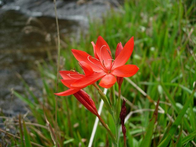 Hesperantha Pacific Bulb Society Hesperantha Two