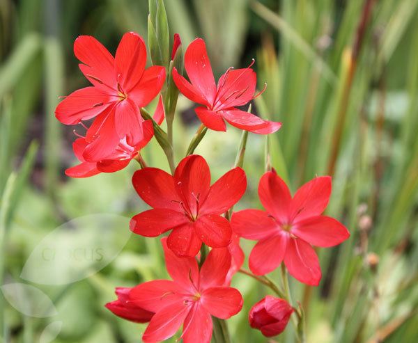 Hesperantha coccinea Buy crimson flag syn Schizostylis Hesperantha coccinea 39Major