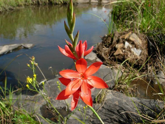 Hesperantha coccinea Pacific Bulb Society Hesperantha Two