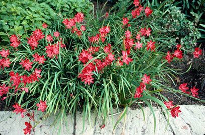 Hesperantha coccinea Hesperantha coccinea 39Major39 crimson flag lily 39Major39RHS Gardening