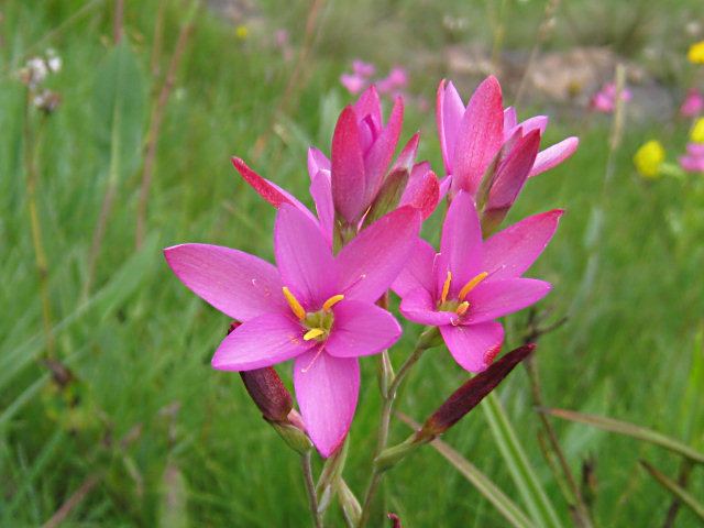 Hesperantha coccinea Pacific Bulb Society Hesperantha Two