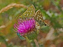 Hesperia (butterfly) httpsuploadwikimediaorgwikipediacommonsthu