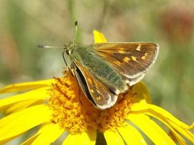 Hesperia comma Hesperia comma on euroButterflies by Matt Rowlings