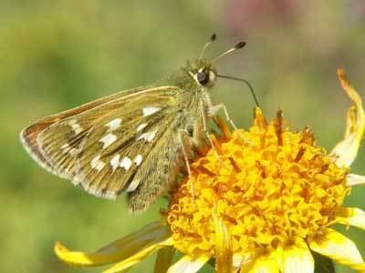 Hesperia comma Hesperia comma on euroButterflies by Matt Rowlings