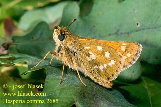 Hesperia comma Hesperia comma Silverspotted skipper Comma Vesszs busalepke