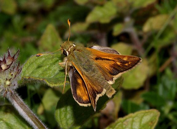 Hesperia comma Butterflies of North America Hesperia comma