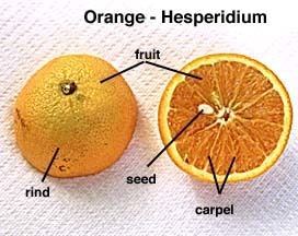 Hesperidium Simple Fruit