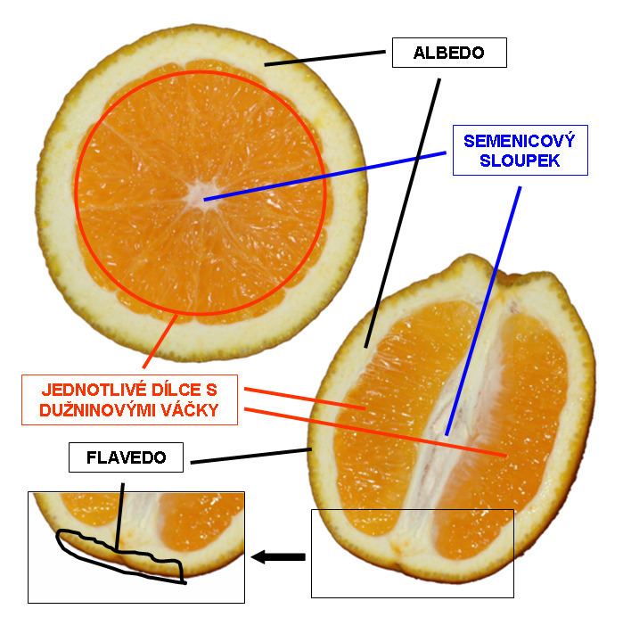 Hesperidium Alchetron The Free Social Encyclopedia