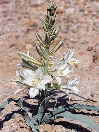 Hesperocallis Desert Lily Hesperocallis Undulata