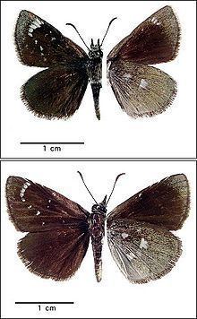 Hesperopsis libya httpsuploadwikimediaorgwikipediacommonsthu