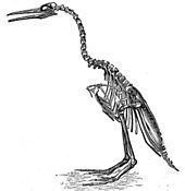 Hesperornis Hesperornis Wikipedia