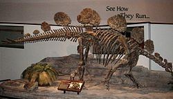 Hesperosaurus Hesperosaurus Wikipedia