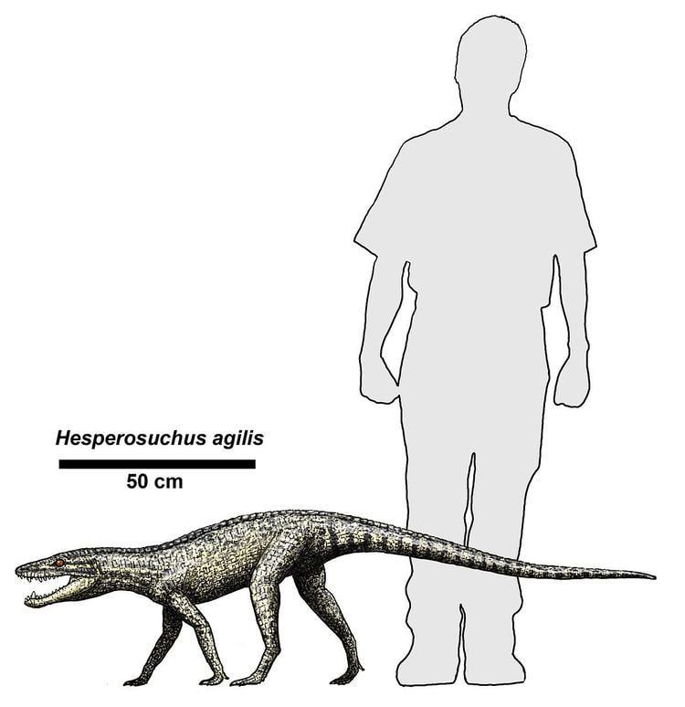Hesperosuchus httpsuploadwikimediaorgwikipediacommonsthu