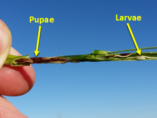 Hessian fly Managing for Hessian fly in Texas Wheat Texas Row Crops Newsletter