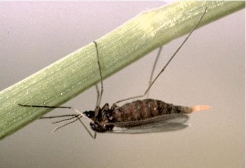Hessian fly HessianFly Wheat Crop Pests Insect Information Extension