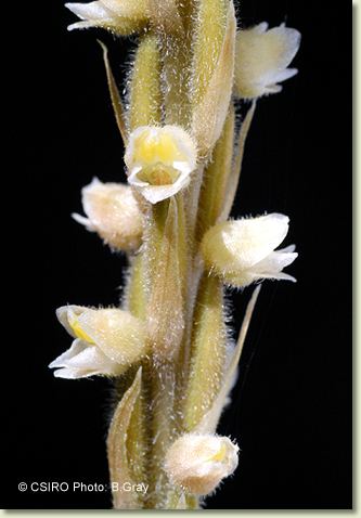 Hetaeria Factsheet Hetaeria oblongifolia