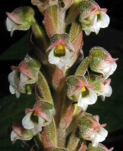 Hetaeria wwworchidspeciescomorphotdirhetaffinisjpg