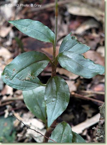 Hetaeria Factsheet Hetaeria oblongifolia