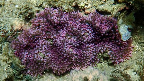 Heteractis malu Aquaworld Aquarium Malu Anemone