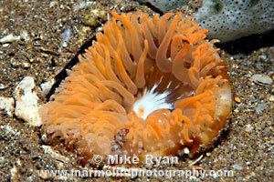 Heteractis malu Sand Anemone Heteractis malu