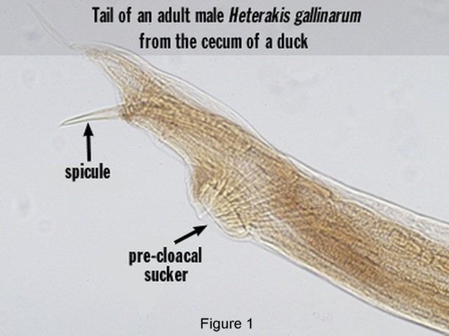 Heterakis Pathology and Commonness of Heterakis gallinarum in Gallinaceous