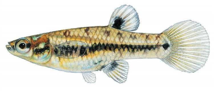 Heterandria Fishes of Texas Heterandria formosa