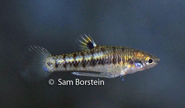 Heterandria Heterandria formosa